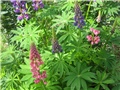Lupinus